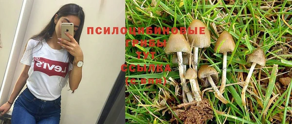 шишки Бородино